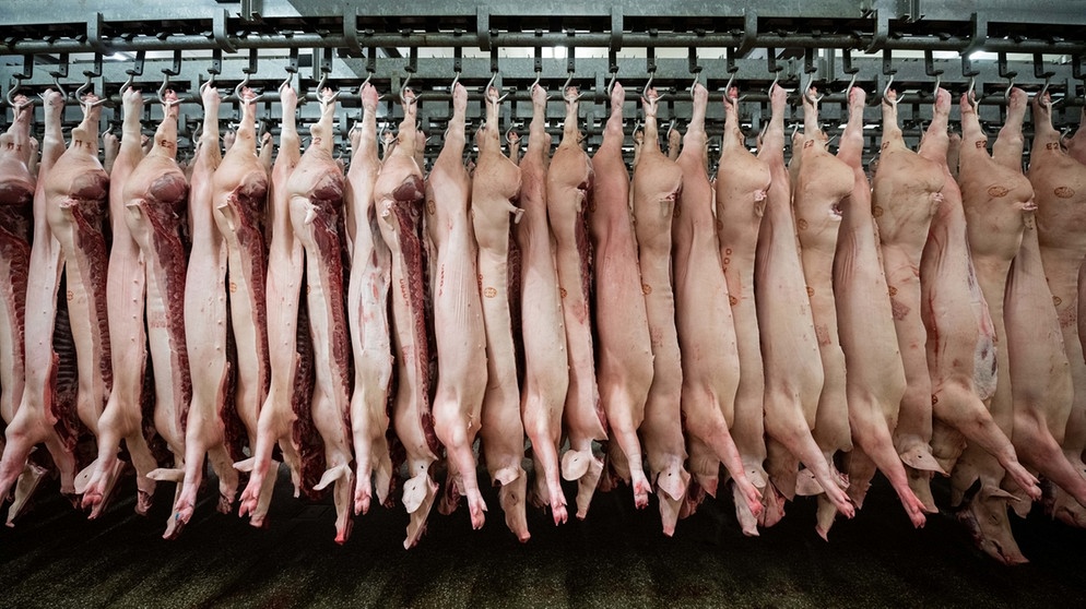 Halbe Schweine hängen in einem Schlachthof an Haken | Bild: picture-alliance/dpa