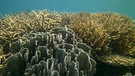 Korallen II  | Bild: Wolfgang Kießling
