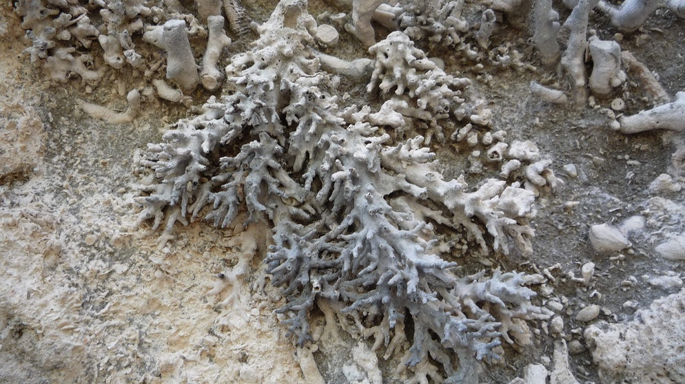 Fossilien in Vanuatu  | Bild: Wolfgang Kießling
