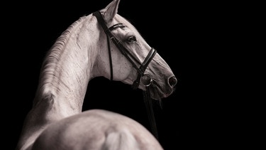 Schimmel Pferd mit Trense schaut zur Seite, Tierportrait vor schwarzem Hintergrund, Studioaufnahme | Bild: picture alliance / imageBROKER | Diana Wahl