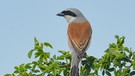 Männlicher Vogel "Neuntöter" auf Ast | Bild: picture alliance