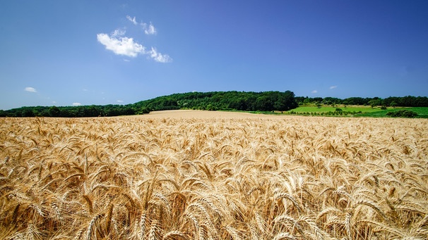 Deutsche Kulturlandschaften. Kurz vor der Erntezeit - schönes, goldgelbes Getreidefeld im Mittelgebirge | Bild: picture alliance / Countrypixel | FRP