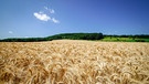 Deutsche Kulturlandschaften. Kurz vor der Erntezeit - schönes, goldgelbes Getreidefeld im Mittelgebirge | Bild: picture alliance / Countrypixel | FRP