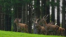 Eine Herde Rotwild steht am Waldrand auf einer Wiese | Bild: picture alliance  Alois Litzlbauer  picturedesk.com  Alois Litzlbauer