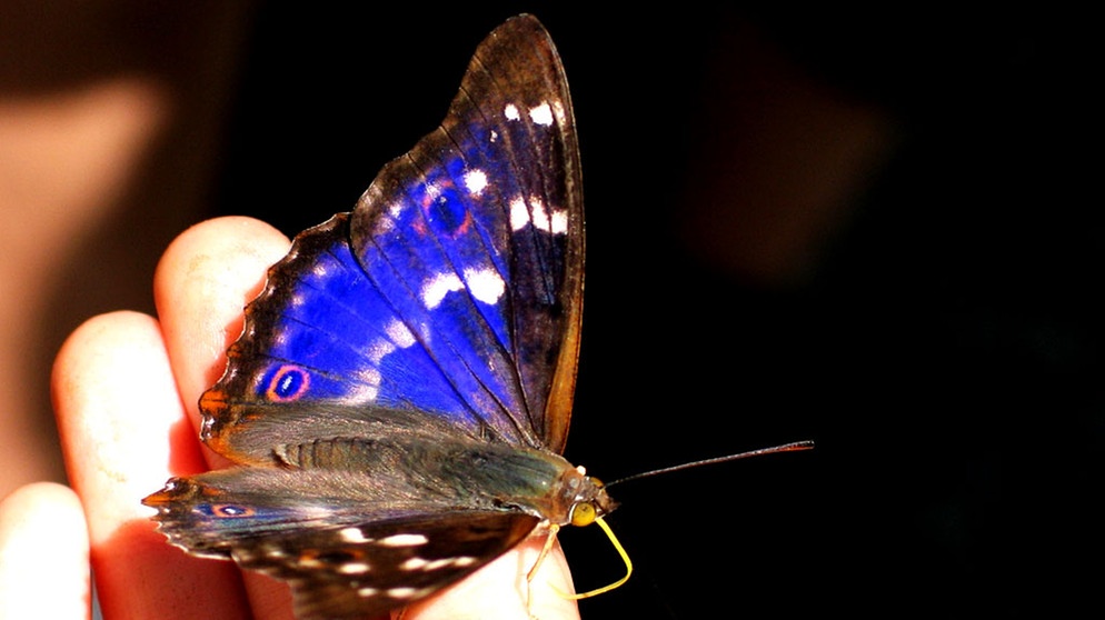 Kleine Schillerfalter | Bild: Martina Katholnig 