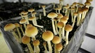 Magic Mushrooms in einem Zuchtbetrieb in den Niederlanden | Bild: picture-alliance/dpa