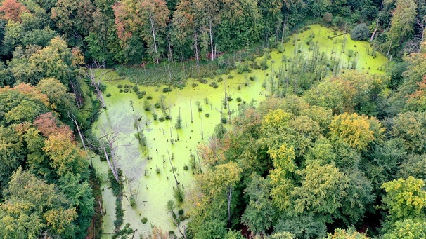 Das Behlendorfer Waldmoor, Naturpark Lauenburgische Seen , Deutschland | Bild: picture-alliance/dpa