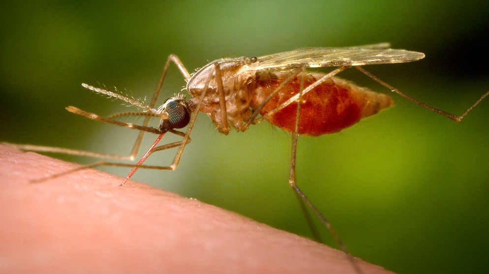 Malaria: Neue Wege Gegen Die Tropenkrankheit | IQ - Wissenschaft Und ...