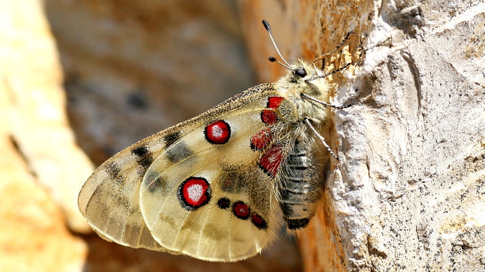 Roter Apollofalter | Bild: Martina Katholnig 