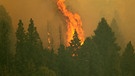 Ein Waldbrand im Sequoia National Forest, USA | Bild: picture-alliance/dpa