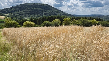 Vulkanismus In Deutschland Schlafende Vulkane In Der Eifel Und In Der Oberpfalz Br Wissen