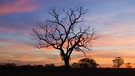 Pantanal, Brasilien, Südamerika | Bild: picture alliance / imageBROKER | Christina Krutz