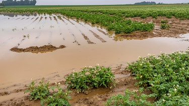 Kartoffelacker, der nach starken Regenfällen überschwemmt ist (Symbolbild) | Bild: picture-alliance/dpa | Jochen Tack