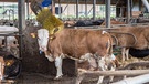 Milchkühe in einem Freilaufstall, eine Kuh schubbert sich an einer Bürste (Symbolbild) | Bild: picture-alliance/Fotostand/K. Schmitt