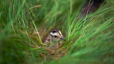 Brachvogelküken im Gras | Bild: BR