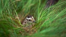 Brachvogelküken im Gras | Bild: BR