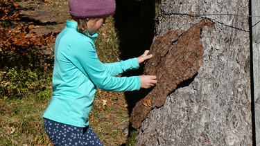 Welche Rinde passt zum Baum? Ein Kind begreift eine Rinde am Baum. | Bild: BR/Georg Bayerle