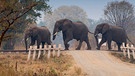 Drei Elefanten, die in Sambia Bahngleise überqueren (Symbolbild) | Bild: picture-alliance | Cezary Wojtkowski