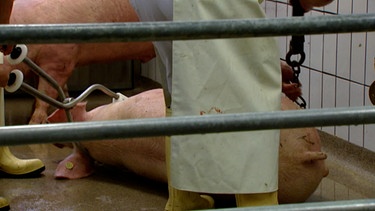 Ein Schwein wird mit einer Elektrozange betäubt (Symbolbild) | Bild: BR