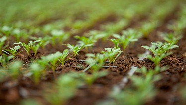 Jungpflanzen im Anzuchtkasten (Symbolbild) | Bild: colourbox.com | Serhii Bobyk