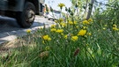 Blühendes Habichtkraut und andere Blumen als Begrüung am Straßenrand (Symbolbild) | Bild: picture-alliance/SZ Photo | Catherina Hess