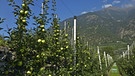 Apfelplantage in Südtirol: Seit Jahren kämpft eine Gemeinde im Vinschgau darum, pestizidfrei zu werden. | Bild: picture alliance/Udo Bernhart