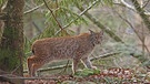 Luchs, Nationalpark Bayerischer Wald, Bayern, Deutschland | Bild: picture alliance / imageBROKER | Hans Kuczka