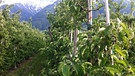 Gegen Pestizideinsatz im Vinschgau: Das Klima für den Obstbau im Vinschgau ist optimal: Es ist warm und die Sonne scheint oft. Die niedrigen Niederschläge gleichen die Bauern mit Bewässerungsanlagen aus. | Bild: BR/Tobias Chmura