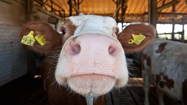 Symbolbild - Rind im Stall der Bayerischen Landesanstalt für Landwirtschaft (LfL) in Grub im Landkreis Ebersberg. | Bild: picture alliance / SZ Photo | Christian Endt