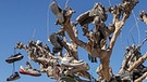 50 States - Dirk Rohrbach in Slab City/Kalifornien: Am Straßenrand ein dürrer Baum behängt mit alten Schuhen | Bild: BR/Dirk Rohrbach
