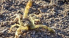 50 States - Dirk Rohrbach in Slab City/Kalifornien: Skorpion vor der Hütte. | Bild: BR/Dirk Rohrbach