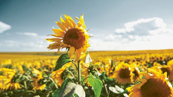 Sonnenblume | Bild: NDR