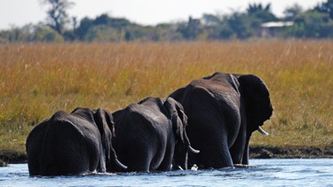 Eine kleine Gruppe Elefanten durchwatet den Chobe River im gleichnamigen Nationalpark. | Bild: picture alliance / zb | Matthias Tödt
