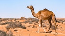 Ein Dromedar in der Wahiba Sandwüste, Oman | Bild: picture alliance / Westend61 | Valentin Weinhäupl