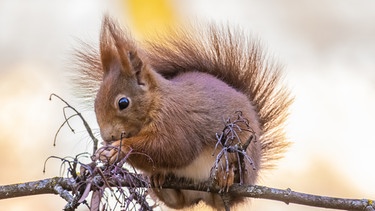 Ein Eichhörnchen sitzt auf einem Ast und frisst Ahornfrüchte. | Bild: BR/Markus Konvalin