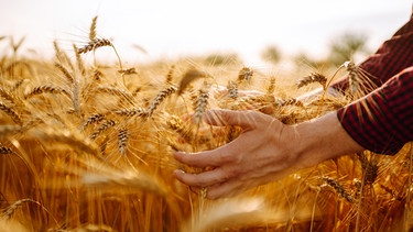 Eine Hand hält in einem Getreidefelt Getreide in der Hand | Bild: Colourbox.com/Olha