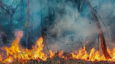 Ein Waldbrand. | Bild: stock.adobe.com/toa555