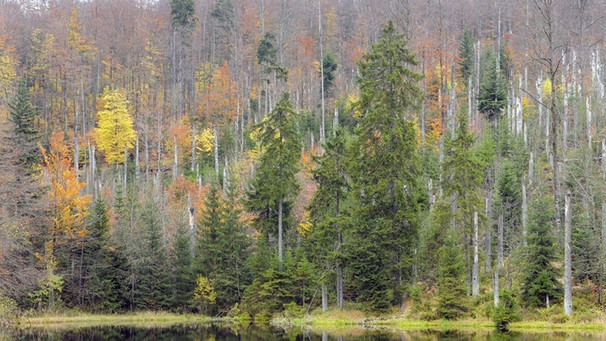 Mischwald im Herbst an der Martinsklause im Nationalpark Bayerischer Wald | Bild: picture-alliance/dpa