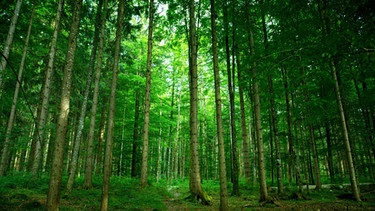 Ein Waldstück in der Nähe des Alpsees bei Schwangau | Bild: picture-alliance/dpa