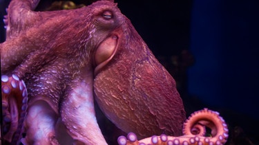 Oktopus unter Wasser | Bild: colourbox.com