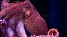 Oktopus | Bild: colourbox.com