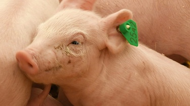 Einwöchiges Ferkel auf einer Landwirtschaftsausstellung in Freiburg | Bild: picture-alliance/dpa