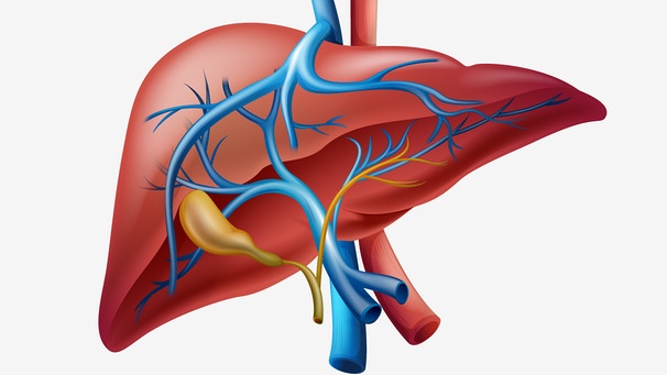 Organe: Leber mit Galle | Bild: colourbox.com