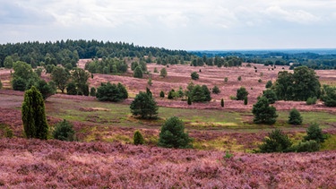 Lüneburger Heide | Bild: picture-alliance/dpa