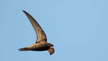 Fliegender Mauersegler | Bild: picture alliance / WILDLIFE/M.Varesvuo