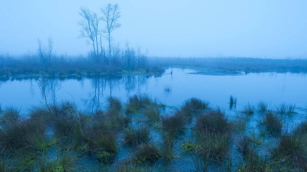 Goldenstedter Moor in Niedersachsen | Bild: picture-alliance/dpa