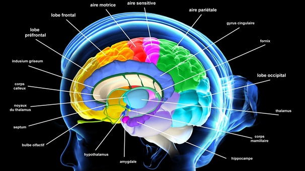 Anatomie des Gehirns mit Hypothalamus | Bild: picture-alliance/dpa