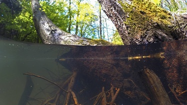 Schwarzerle mit Wurzeln im Wasser | Bild: picture-alliance/dpa