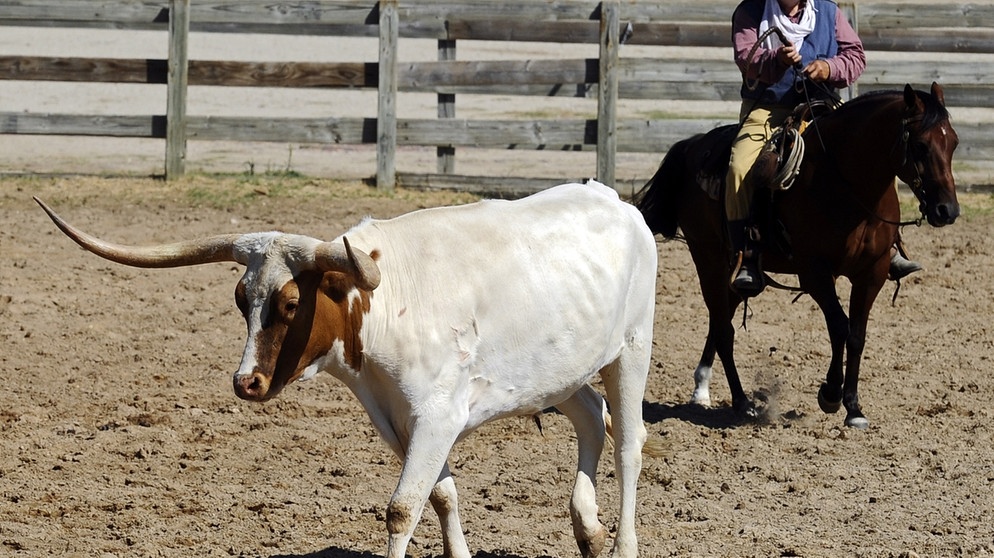 Cowboy bei der Rinderarbeit | Bild: picture-alliance/dpa