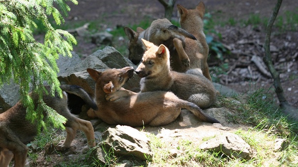 Spielende, junge Wölfe | Bild: Bayerwald-Tierpark Lohberg